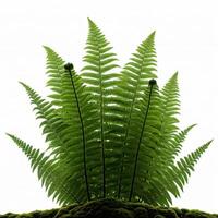 A fern plant is shown on top of a green moss photo