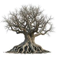 A large tree with no leaves is shown photo