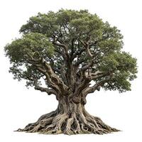 An old tree with roots on a white background photo