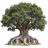 A large tree with roots on a white background photo