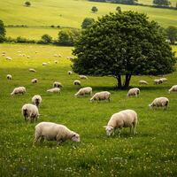 A herd of sheep grazing in a field photo