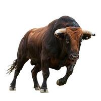 A large brown bull is running on a white background photo