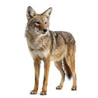 A coyote standing in front of a white background photo