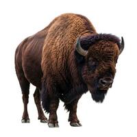 An image of a bison standing on a white background photo