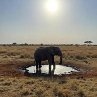 An elephant standing in a small hole in the grass photo