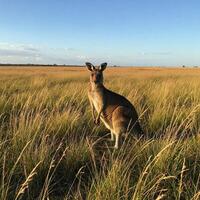 A kangaroo standing in the middle of a grassy field photo
