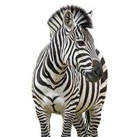 A zebra standing in front of a white background photo