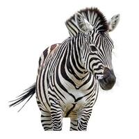 A zebra standing in front of a white background photo