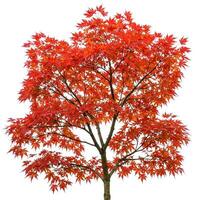 A red maple tree with leaves on it photo