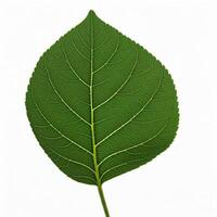 A green leaf, is shown on a white background photo