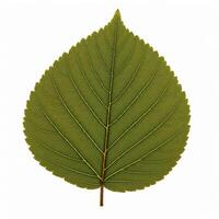 A leaf is shown on a white background. photo