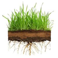 A grass root is shown with soil and soil photo