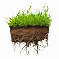 A grass root with soil and grass on a white background photo