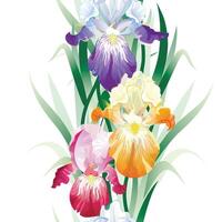 seamless background with Iris flowers vector