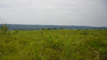 Lush green field, rolling hills background, overcast sky, rural landscape photo