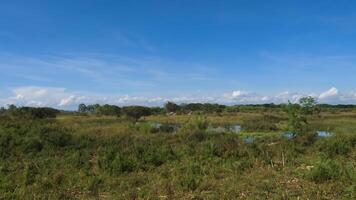 Sunny African savanna landscape with wildlife, clear sky photo