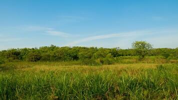 Sunny day, lush wetland, trees, clear sky, nature backdrop photo