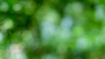Blurred green forest bokeh background, nature backdrop photo
