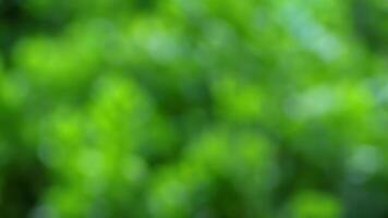 Blurred green foliage background, nature scene photo