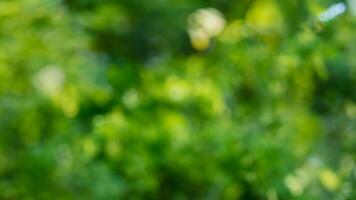 Blurred green foliage background, park, bokeh, nature, website design photo