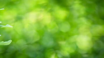 Lush green leaves, blurred background, nature backdrop, website design photo