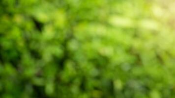 Blurred green foliage background, sunlight, nature, website design photo