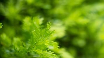 Lush green foliage close-up, blurred background, garden setting, nature backdrop photo