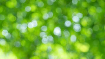 Green bokeh background, sunlight, nature, blurred leaves, design photo