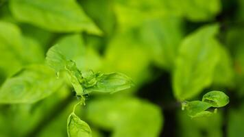 Fresh basil sprout, garden closeup, blurred background, cooking use photo