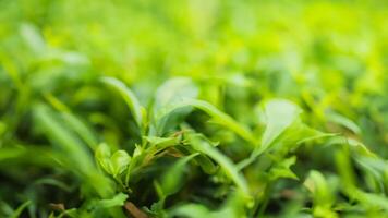 Lush green foliage, close-up, garden background, nature backdrop photo