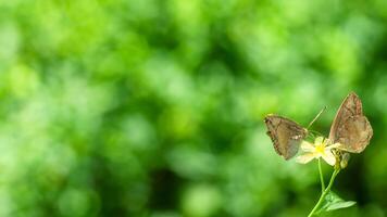 Butterflies mating on flower, green bokeh background, nature photo