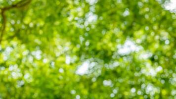 Blurred green leaves, forest bokeh background, nature backdrop, website design photo