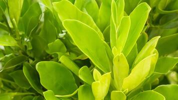 Lush green tropical leaves, sunlight, close-up, background blur, nature texture photo