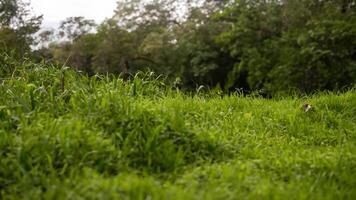 Lush green grass field, forest background, nature scene photo