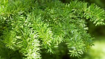 Sunlit evergreen branch, forest background, nature texture, design element photo