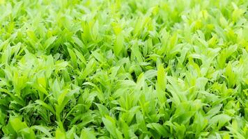 Lush green grass field background texture photo