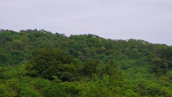 Lush green hillside forest under cloudy sky, scenic view photo