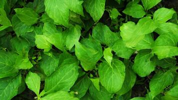Lush green leaves, garden texture, sunlight, background blur, nature design photo
