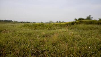 Rural field, grassy landscape, distant trees, overcast sky, nature background photo