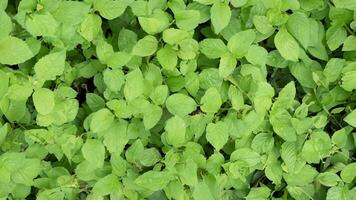 Lush green foliage overhead shot, natural background, garden texture, design element photo