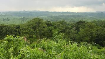 Lush green forest panorama, hilltop view, stormy sky, nature travel photo
