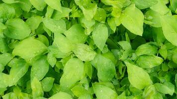 Lush green leaves, dew drops, garden, background blur, website texture photo