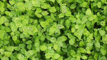 Lush green foliage texture, outdoor garden, sunlight, background blur, website design photo
