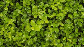 A close up of a green bush with leaves photo