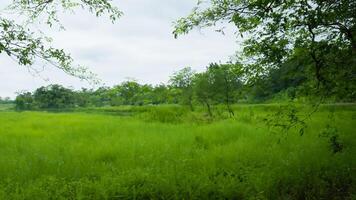 Serene lake view, green grass, trees, overcast sky photo