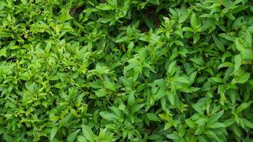 A bush with many green leaves on it photo