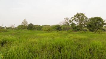 Lush green meadow, trees, hazy sky, tranquil landscape, nature background photo