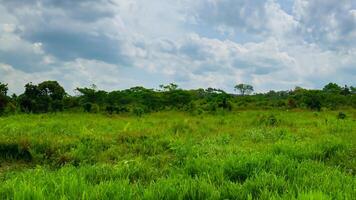 Lush green field, cloudy sky, tropical trees, nature background, environmental use photo