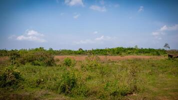 Rural field, vegetation, clear sky, distant trees, land use photo