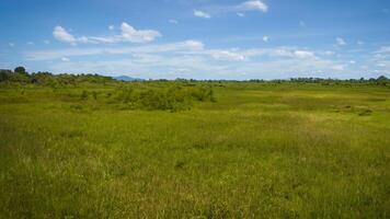 Lush green field, sunny day, distant hills, nature background, tourism photo